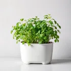 Indoor Herb Garden Kit