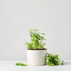 Indoor Herb Garden Kit