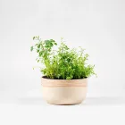 Indoor Herb Garden Kit