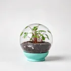 Plant Watering Globes
