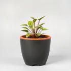 Self-Watering Plant Pot